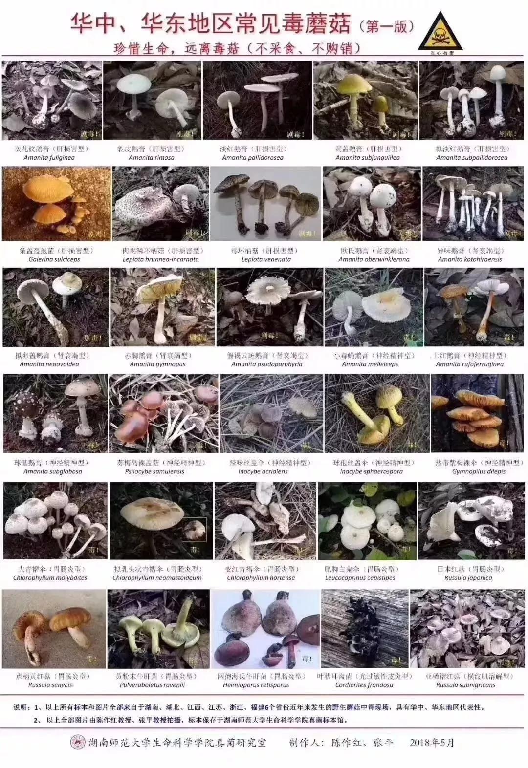 蘑菇种类 野生 有毒图片